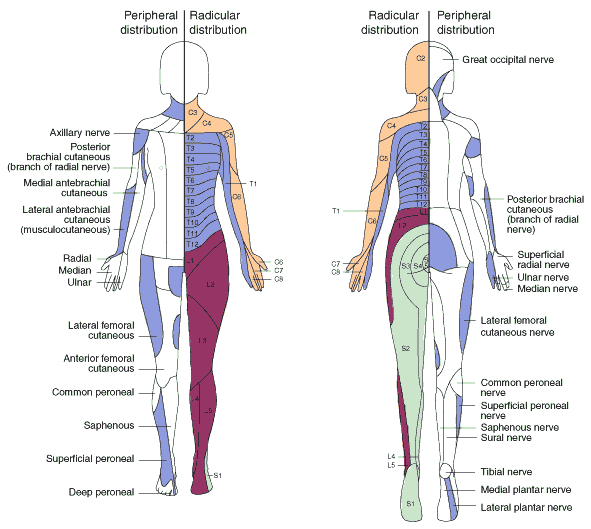 Dermatomes