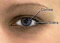 corneal reflex